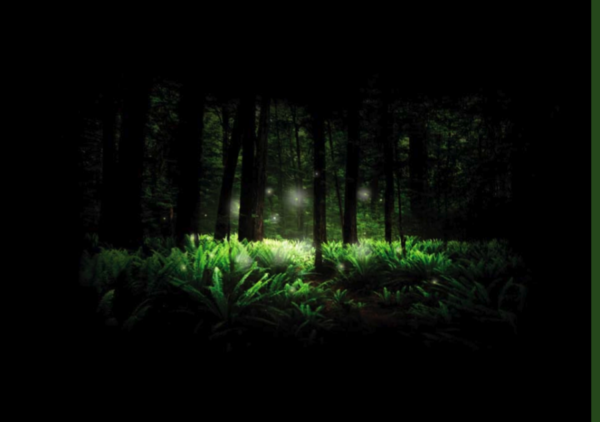 A forest with glowing white orbs.