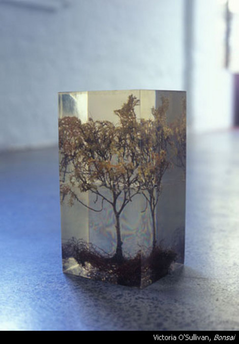 A tree in a container.