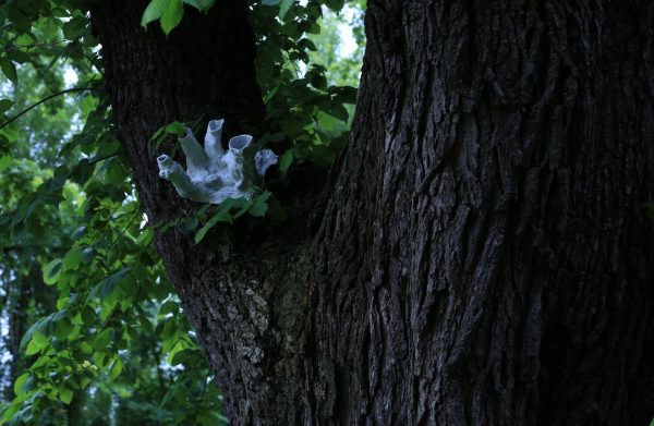 A close up image of a tree